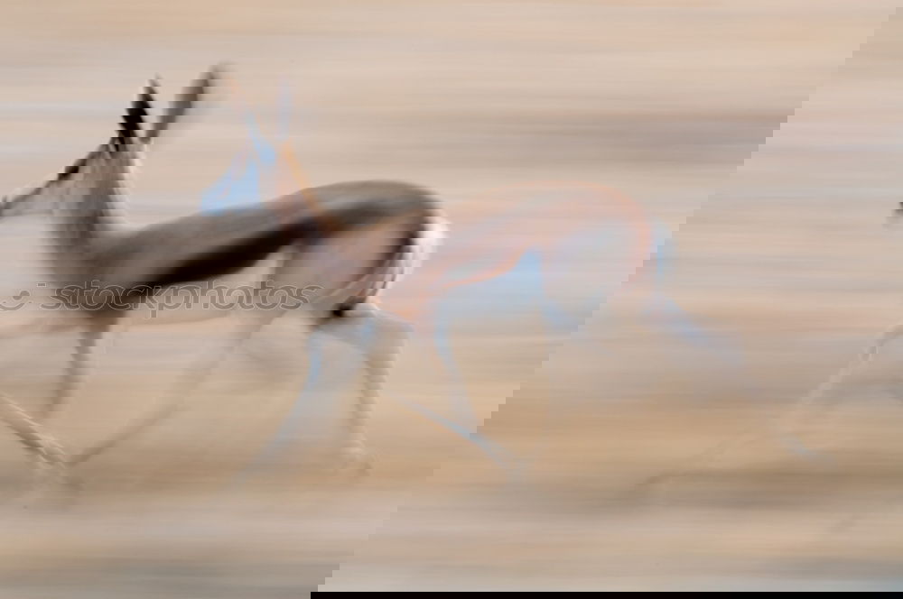 Similar – Image, Stock Photo karl-heinz II 1 Animal