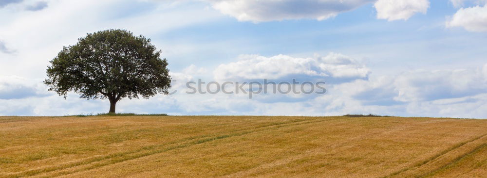 Similar – Image, Stock Photo Dream Tree V Autumn Clouds