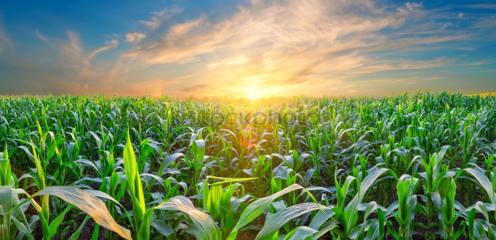 Similar – Image, Stock Photo Corn field in the summer