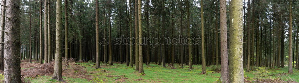 Foto Bild lauter Bäume Umwelt Natur