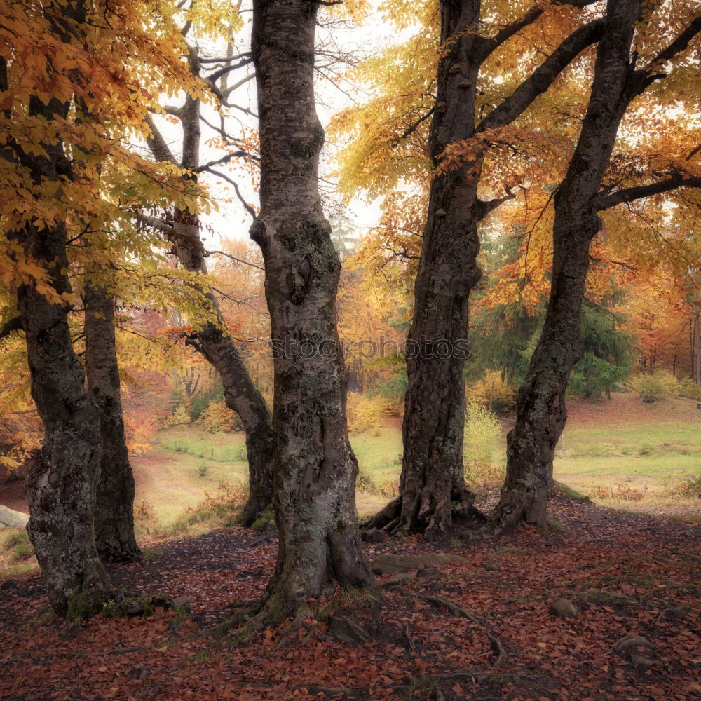 Similar – autumn ponds Calm Trip Sun