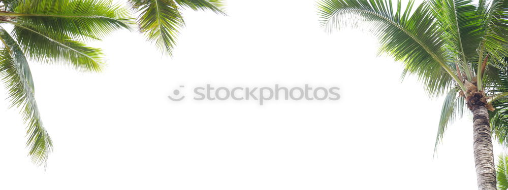 Similar – Image, Stock Photo tropical ornamental plant