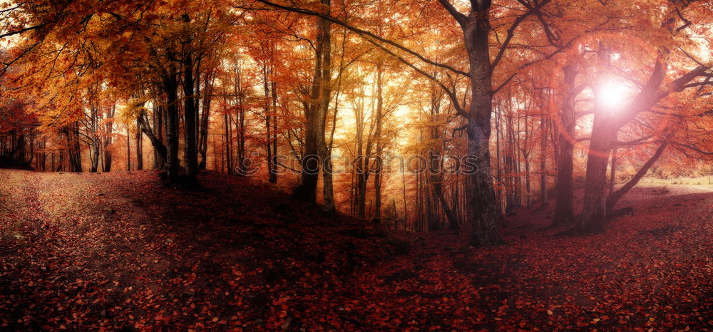 Similar – Image, Stock Photo fairytale forest Darss