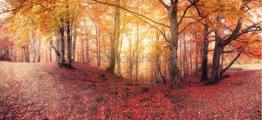 Similar – Image, Stock Photo autumn trunk Autumn Tree