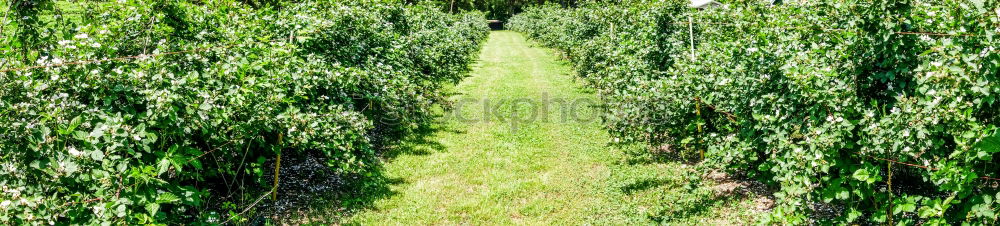 Similar – Weideweg Wiese Gras