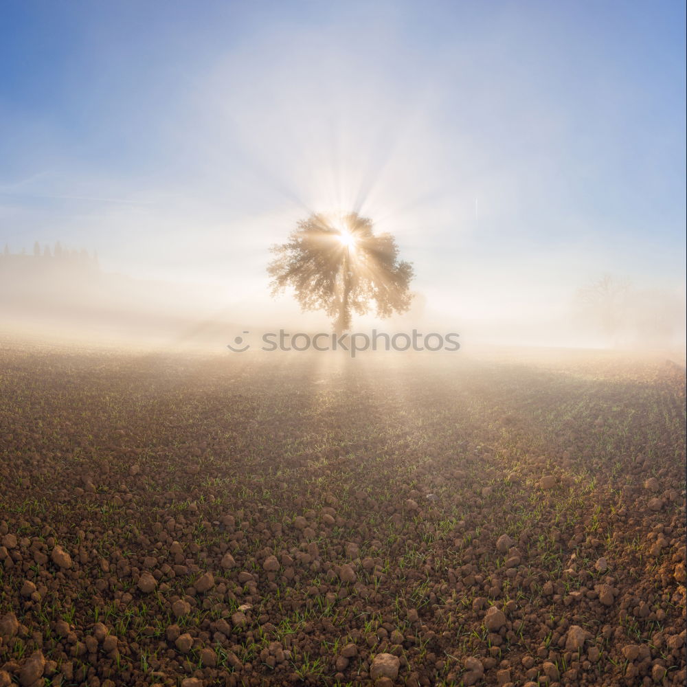 Similar – ground fog Nature