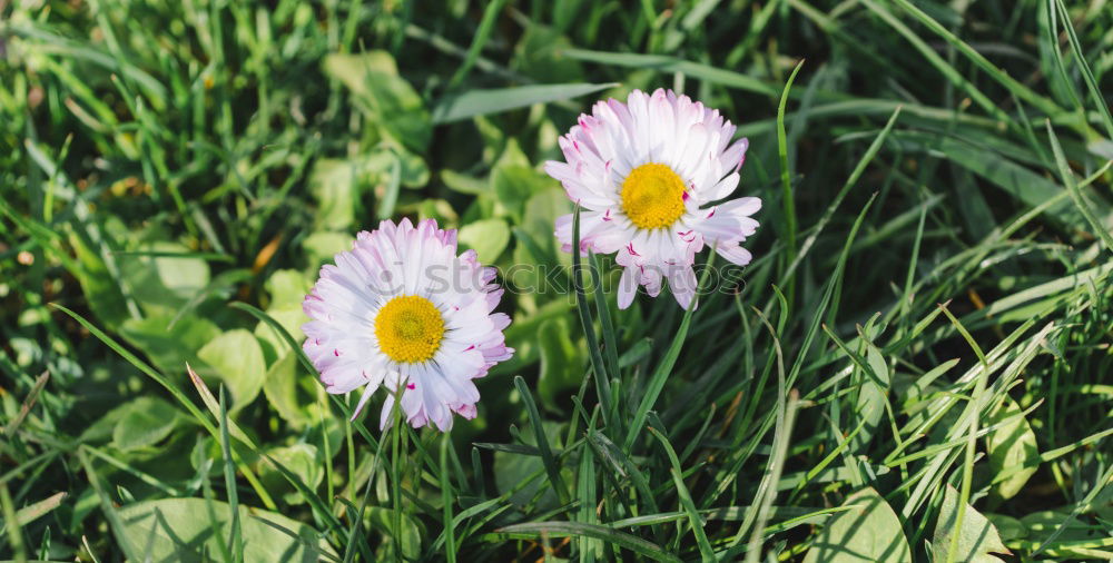 Similar – Image, Stock Photo sun lovers Crocus Grass