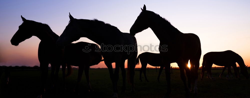 Similar – Image, Stock Photo almost a donkey Horse