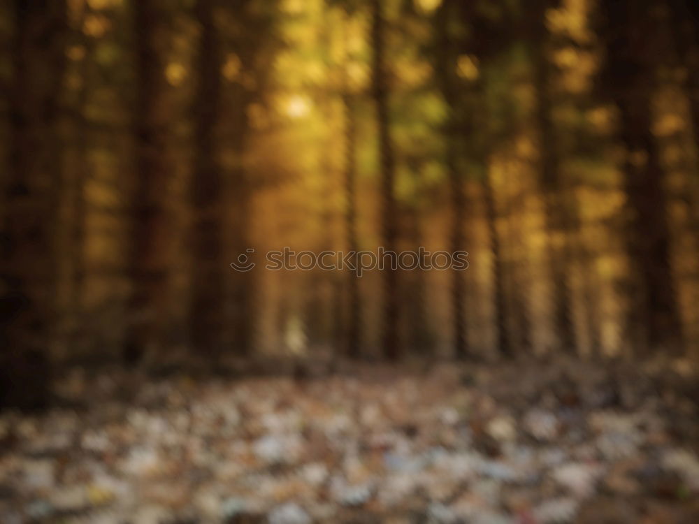 Similar – Image, Stock Photo Lonely autumn tree in a sea of leaves