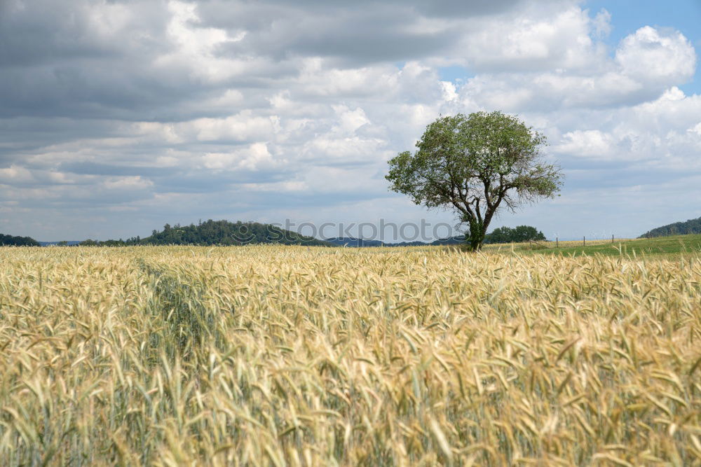 Similar – grün Degersen Getreide