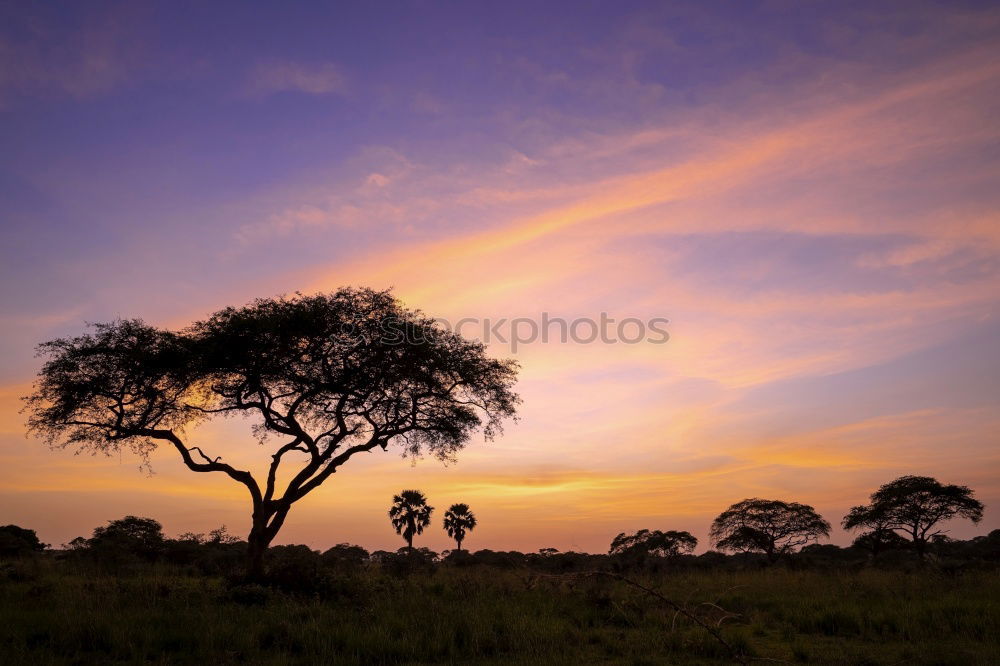 Image, Stock Photo Kalahari Sunset