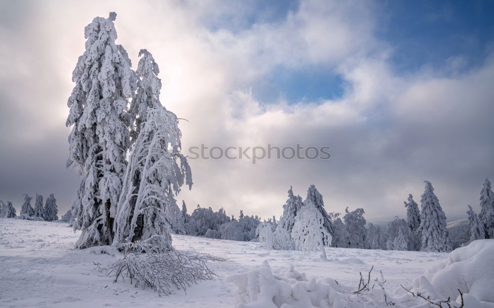 Similar – Image, Stock Photo winter hike in the northern Black Forest on a sunny day