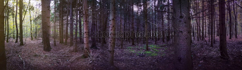 Similar – Waldstück Landwirtschaft