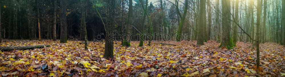 Similar – Autumn leaves fall on the forest floor