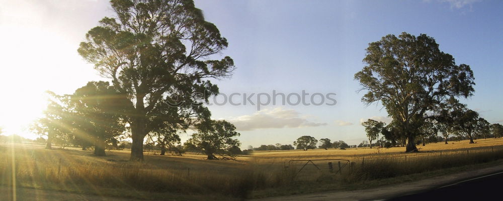 Similar – Image, Stock Photo #AS# Weeds mediterranean