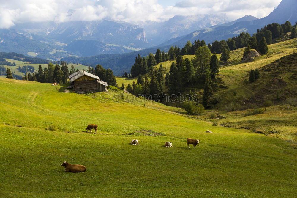 Similar – Sheep pasture | Timmelsjoch, South Tyrol