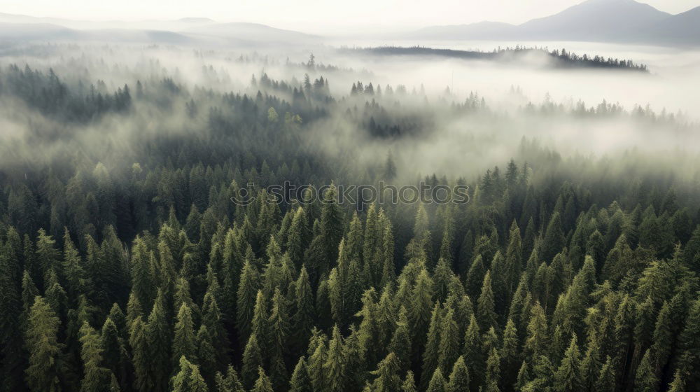 Similar – Image, Stock Photo Fir forest in clouds of mist.