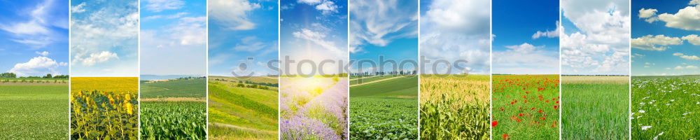 Similar – Image, Stock Photo Golf course photo shooting