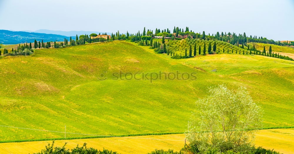 Similar – Cypress trees road