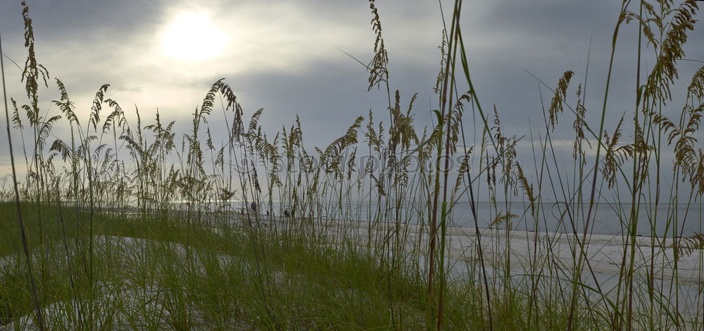 Similar – Looking through the grass (I)