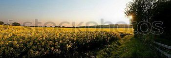 Similar – rapeseed forest To enjoy