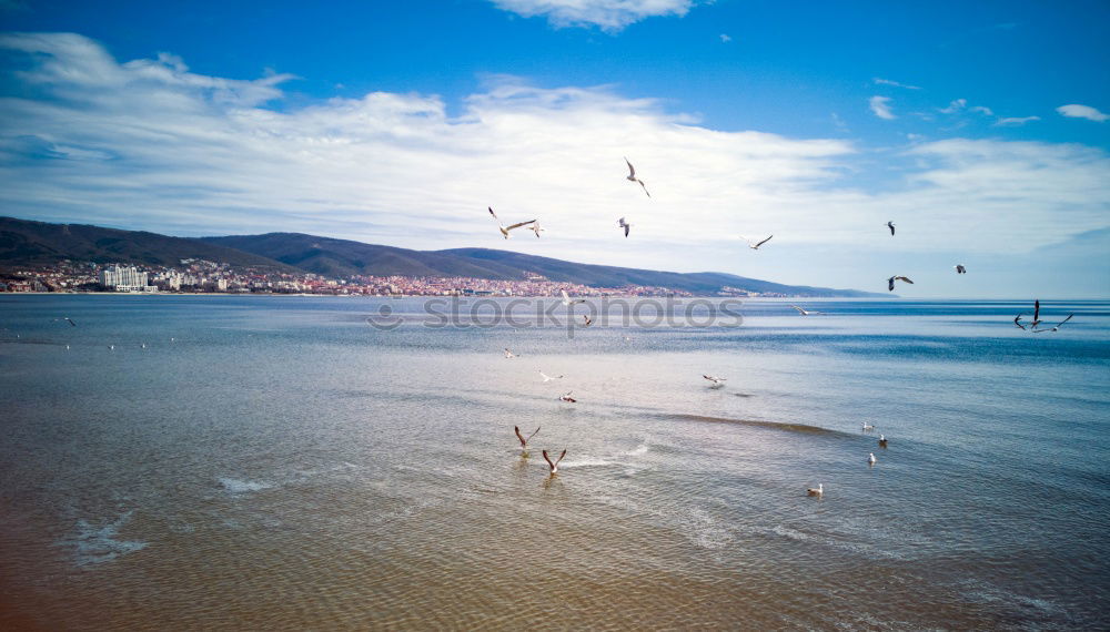 Similar – pelicans Pelican Ecuador