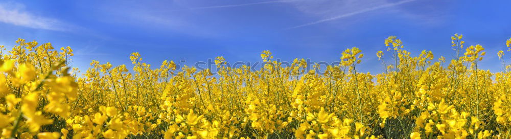 Similar – spring Spring Canola