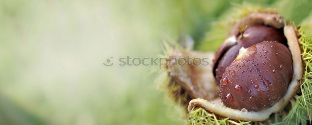 Similar – chestnuts Food