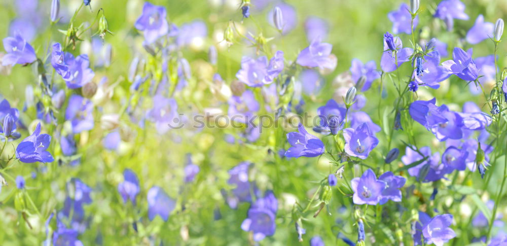 Similar – Image, Stock Photo shining blue Exterior shot