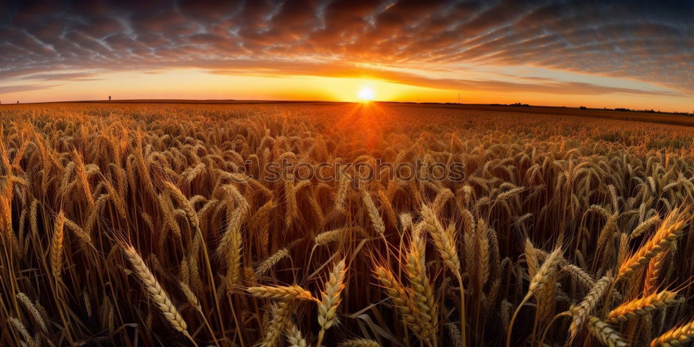 Similar – wheat Sun Sunrise Sunset