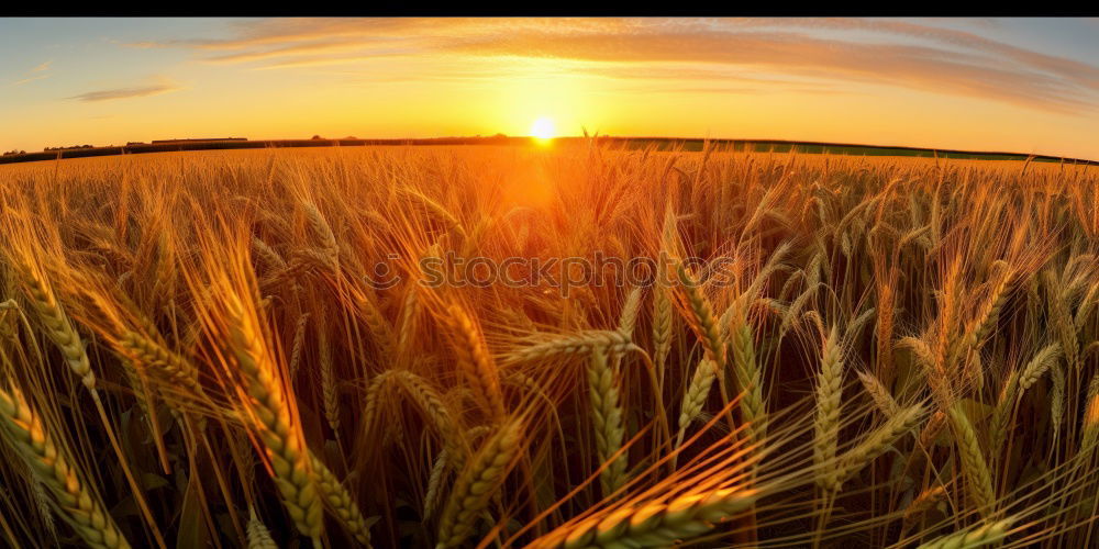 Similar – Straw bales in the sunrise