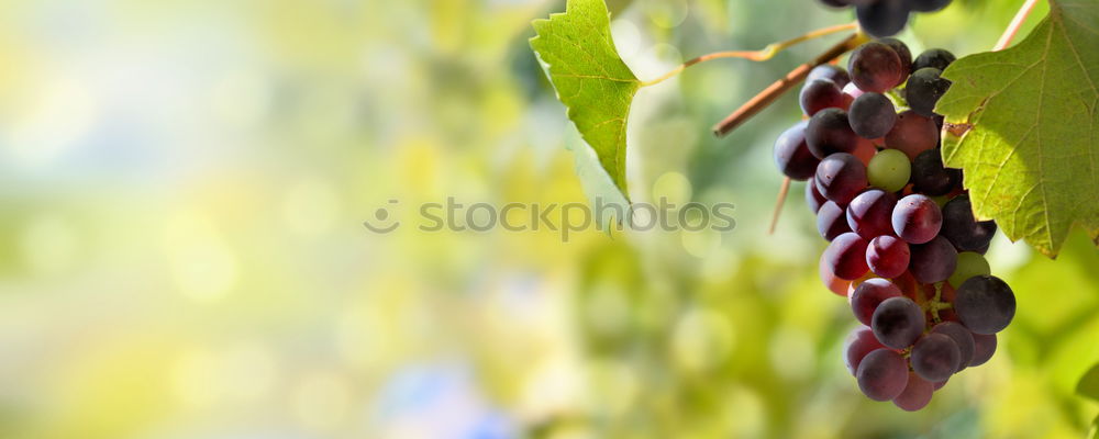 Similar – Image, Stock Photo grape in the field Fruit