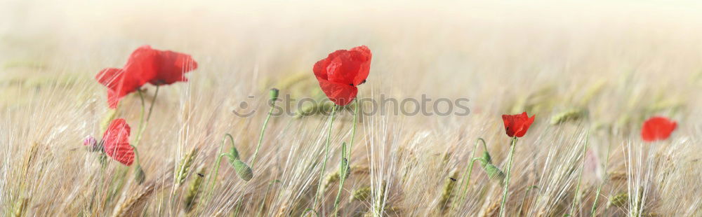 Similar – Moooooohn Mohn Klatschmohn