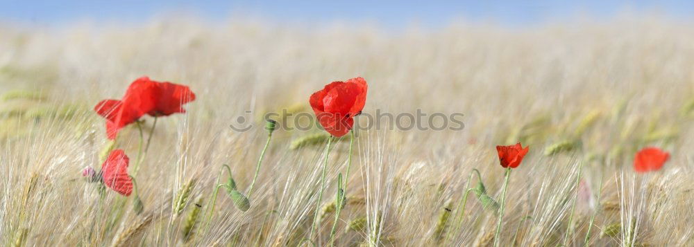 Similar – Image, Stock Photo Poppies and more Poppy