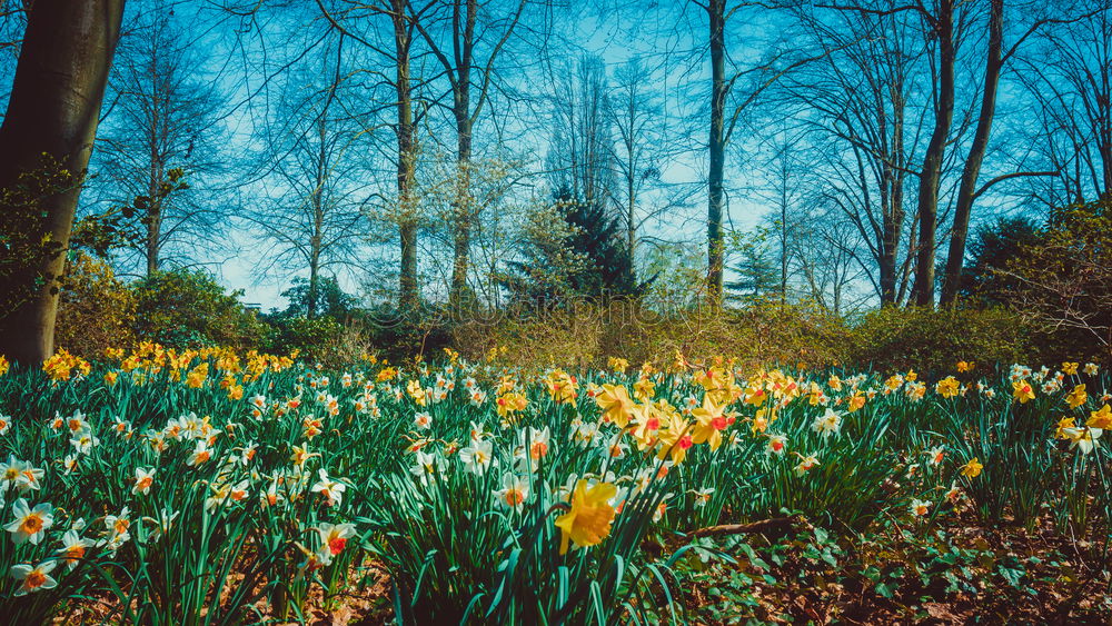 Similar – Image, Stock Photo forest ground Environment