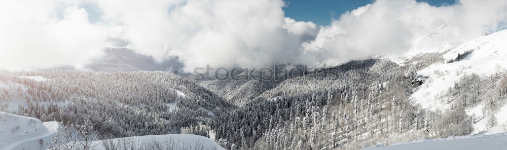 Similar – Image, Stock Photo Fir forest covered with snow