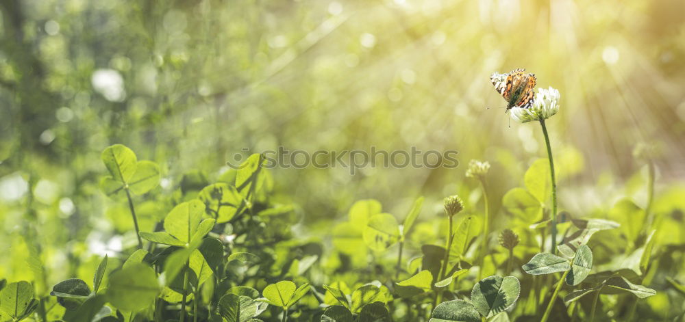 Field with sunflowers