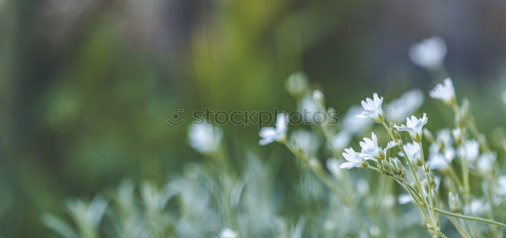 Similar – thyme Nature Landscape