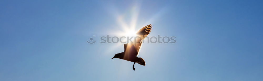 Similar – mövenpic Vogel Segeln