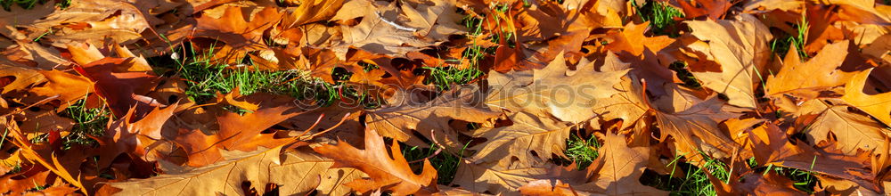 Similar – Image, Stock Photo the fantastic four Nature