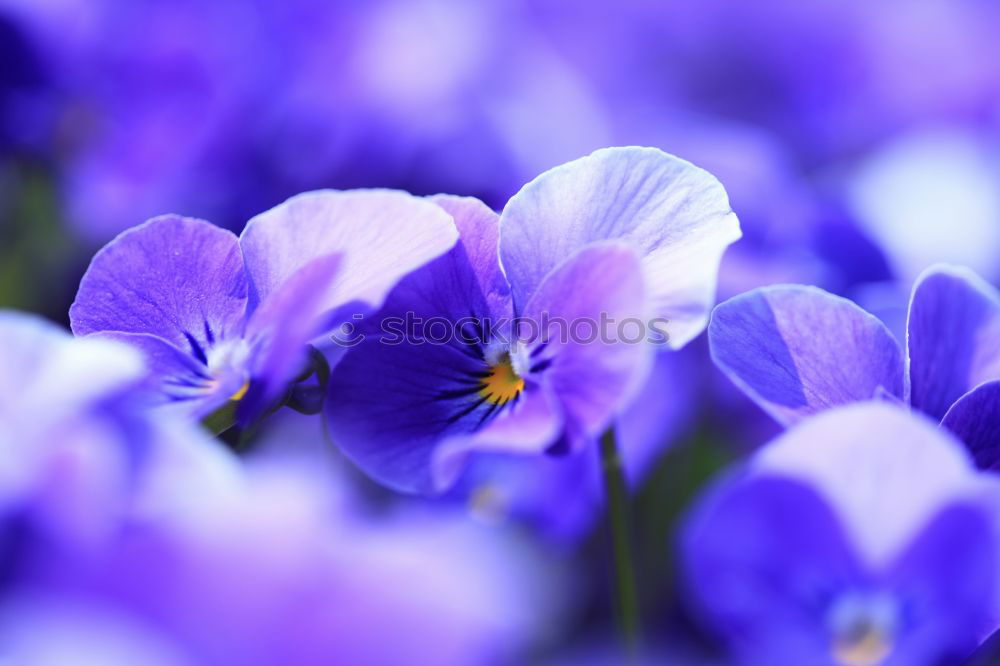 Similar – Image, Stock Photo Forget-me-not marsh; Myosotis palustris