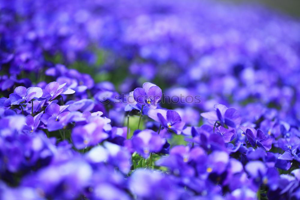 Similar – Traubenhyazinthe blau-violett blühende Blumen in einem Garten