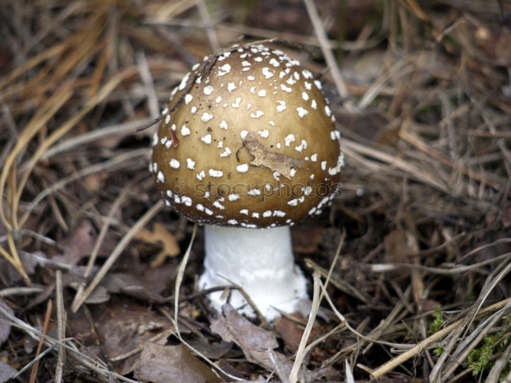 Similar – Image, Stock Photo fly agaric Environment