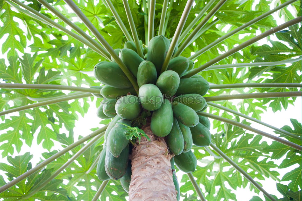 Similar – Avocado fruit on the tree