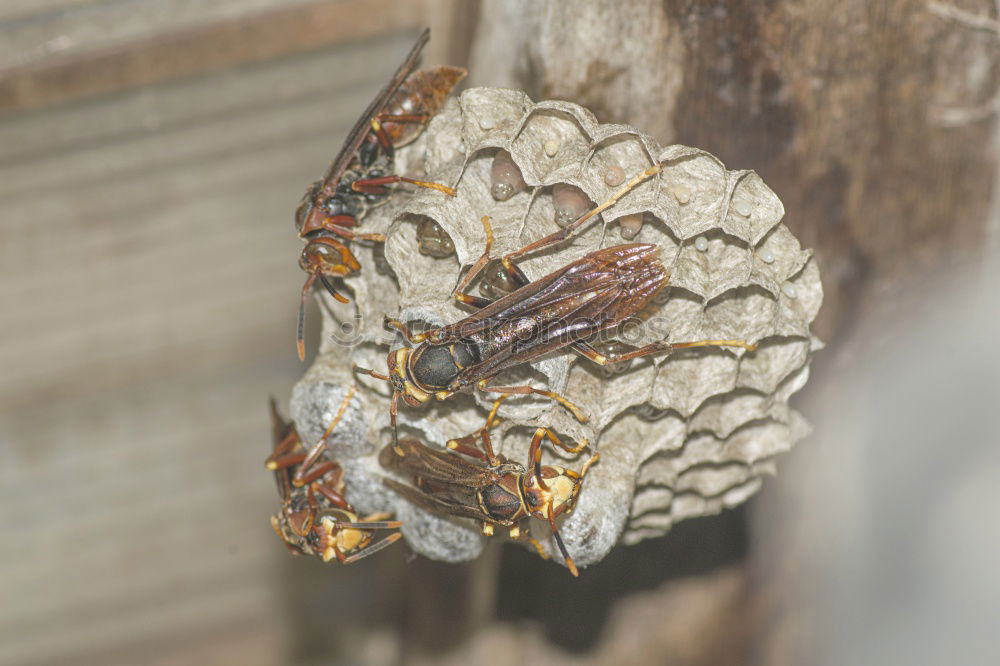 Similar – Image, Stock Photo Bees Frames Wax Honeycombs