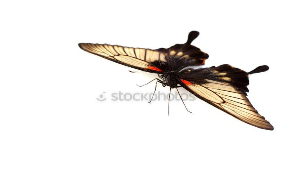 Similar – Image, Stock Photo cockchafer Nature Animal