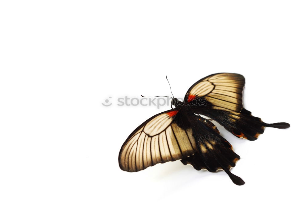 Similar – Schmetterling braun rot