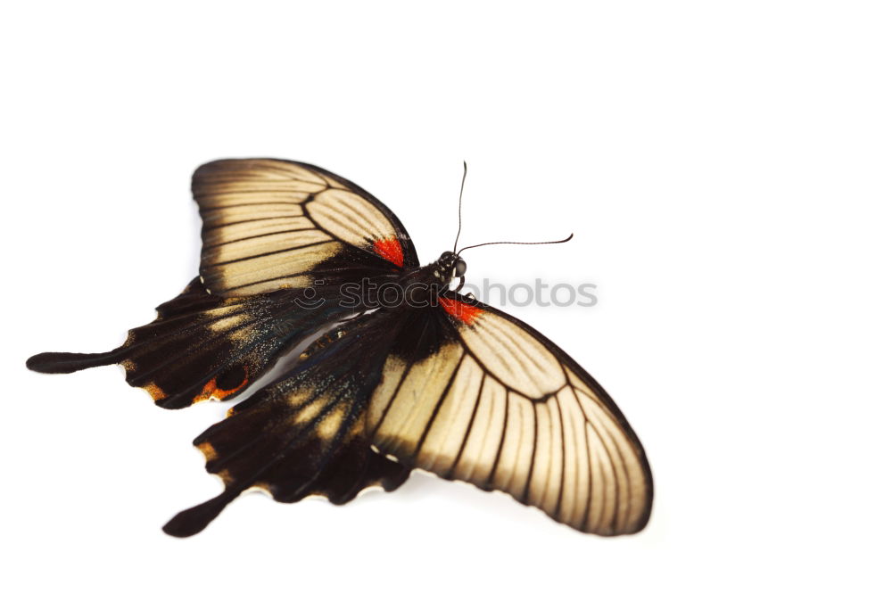 Similar – Image, Stock Photo butterflies Nature Animal