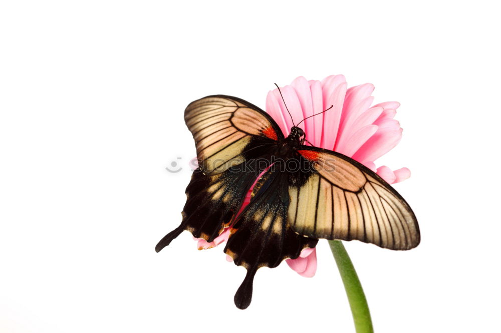 Similar – Foto Bild Butterfliege Schmetterling