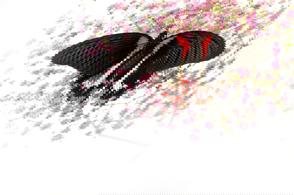 Similar – Image, Stock Photo colour flex Elements Air